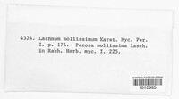 Lasiobelonium mollissimum image